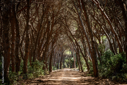 path leading trough a tunnel of trees in the oldgrown pine forest of Feniglia, Tuscany photo