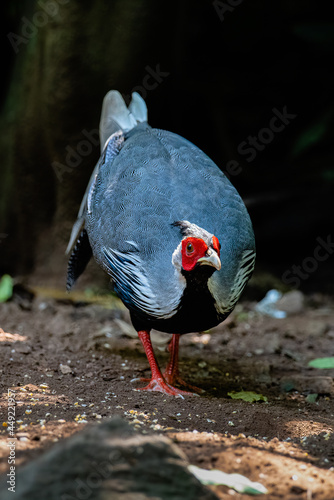 The male Kalij pheasant,beautiful bird in tropical forest photo