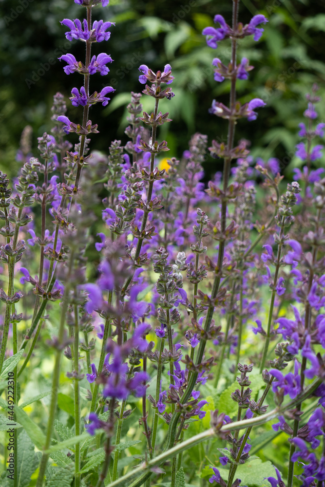 Fototapeta premium Flowers&Plants 29