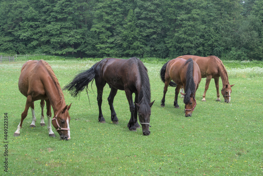 Four horses simultaneously eating green grass on the meadow