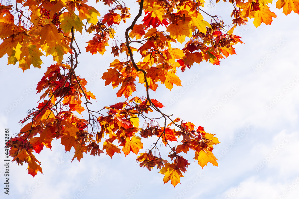 Maple tree (Acer platanoides) in autumn colors, sky background.