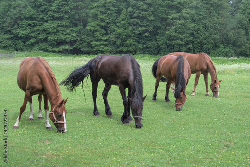 Four horses simultaneously eating green grass on the meadow