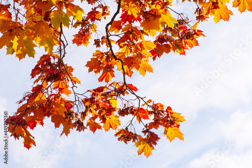 Maple tree  Acer platanoides  in autumn colors  sky background.