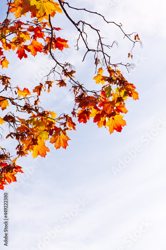 Maple tree  Acer platanoides  in autumn colors  sky background.
