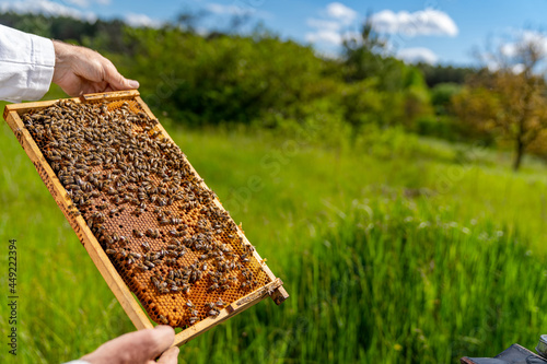 Wooden honey frame holding in hands. Beekeeper holding a honeycomb full of bees.