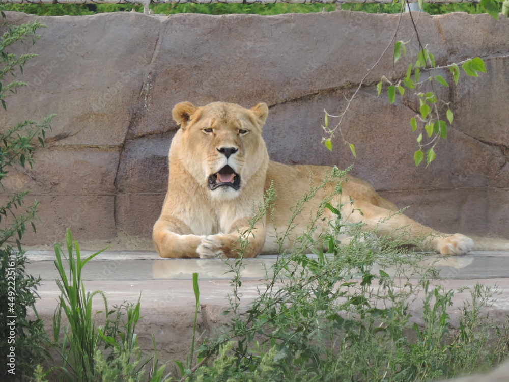 Naklejka premium zoo aou 2021