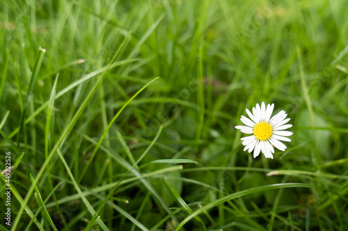 Flowers&Plants 14