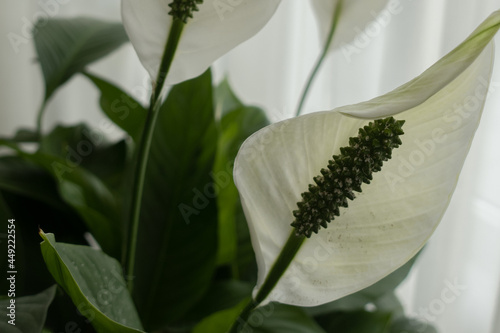 Flowers&Plants 11