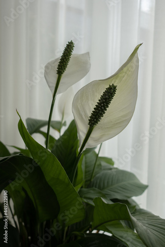 Flowers&Plants 10