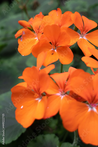 Flowers&Plants 4