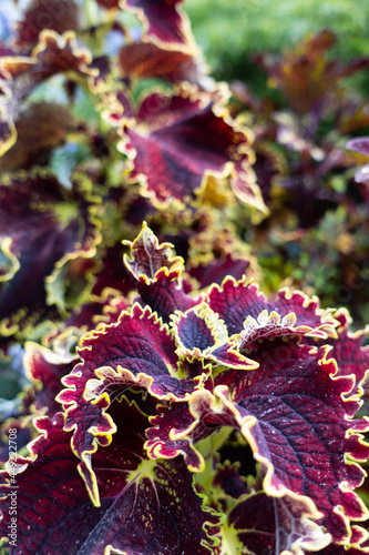 Flowers&Plants 3