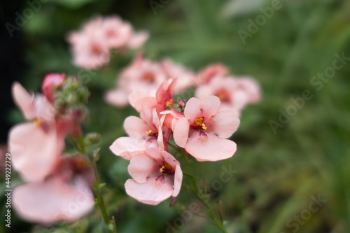 Flowers&Plants 1