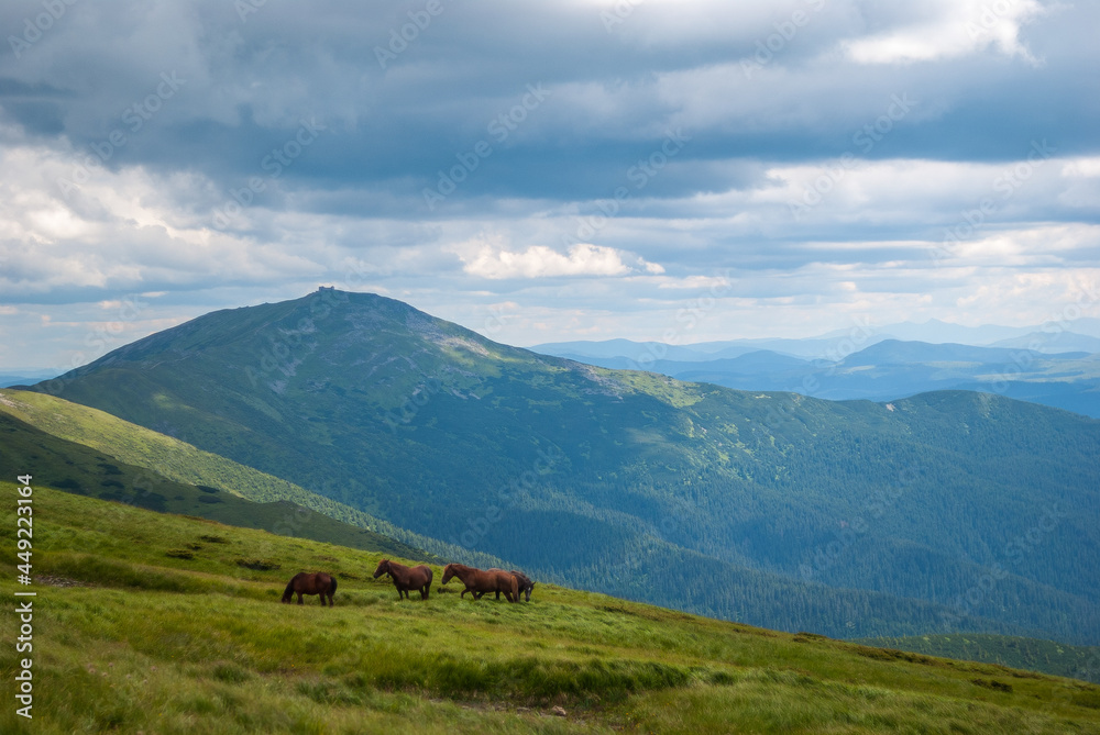 Horses graze in the valleys of the Carpathian mountains of Ukraine