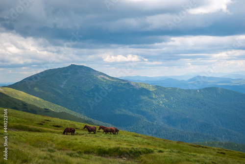 Horses graze in the valleys of the Carpathian mountains of Ukraine