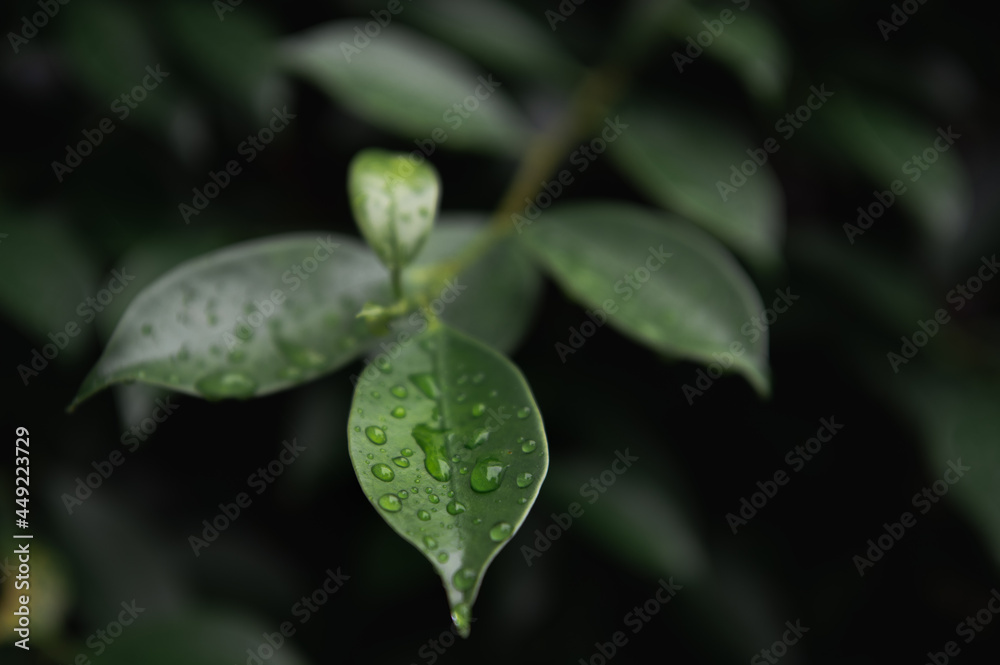 A drop of water on the leaf after the rain