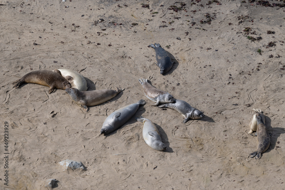 Fototapeta premium Elephant Seals basking in the sun on a beach in Point Reyes National Seashore