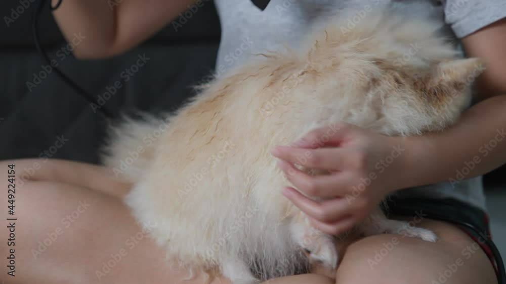 Slow motion of woman owner uses hair dryer Pomeranian dog after shower and towel herself. Bathe the dog. Wash the dog. Bathe and bathe the pet herself at home concept. Slow motion of woman owner uses hair dryer Pomeranian dog after shower and towel herself. Bathe the dog. Wash the dog. Bathe and bathe the pet herself at home concept.