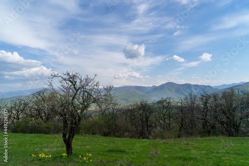 Image of a blooming tree on an alpine meadow.