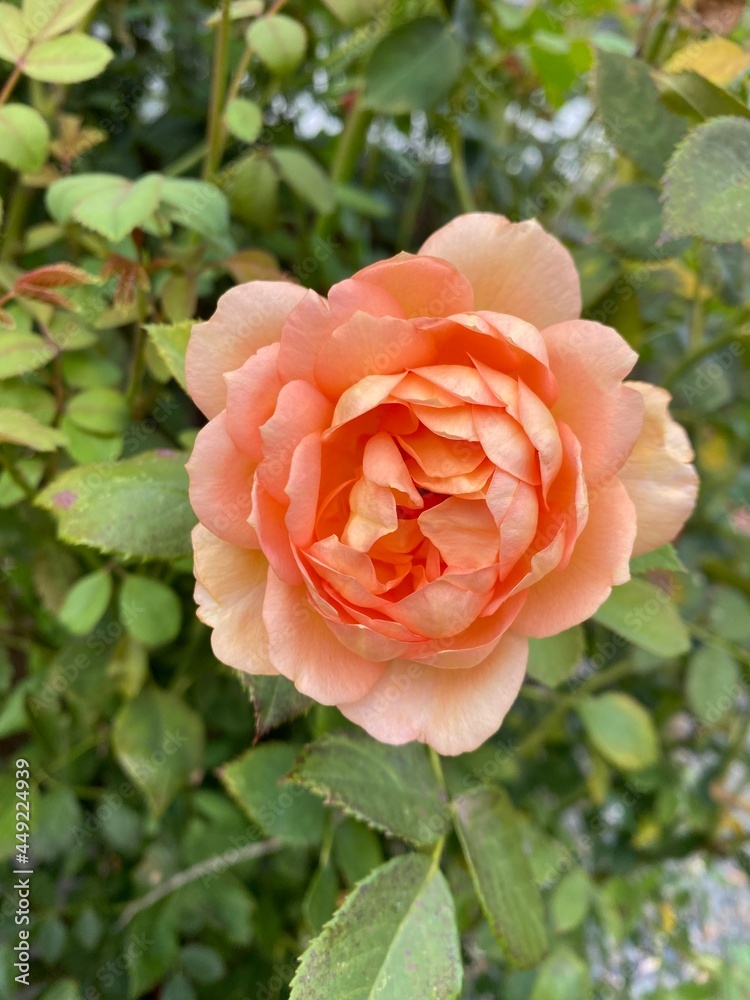 orange rose in garden