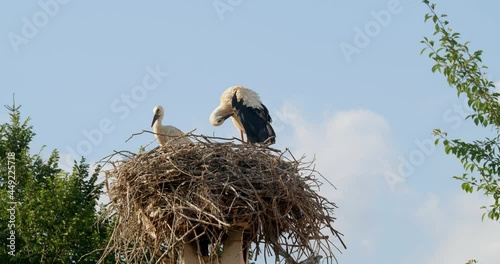 A flock of storks in a nest against the blue sky. Birds family nesting. Nature view. 4k
