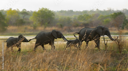 The elephant leads her elephants from the watering hole. little elephant is holding on to its sister's tail. Africa sunset.