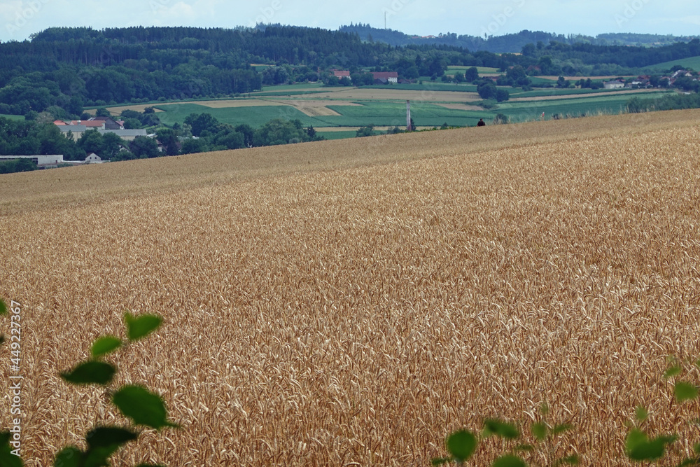 Weizenfeld