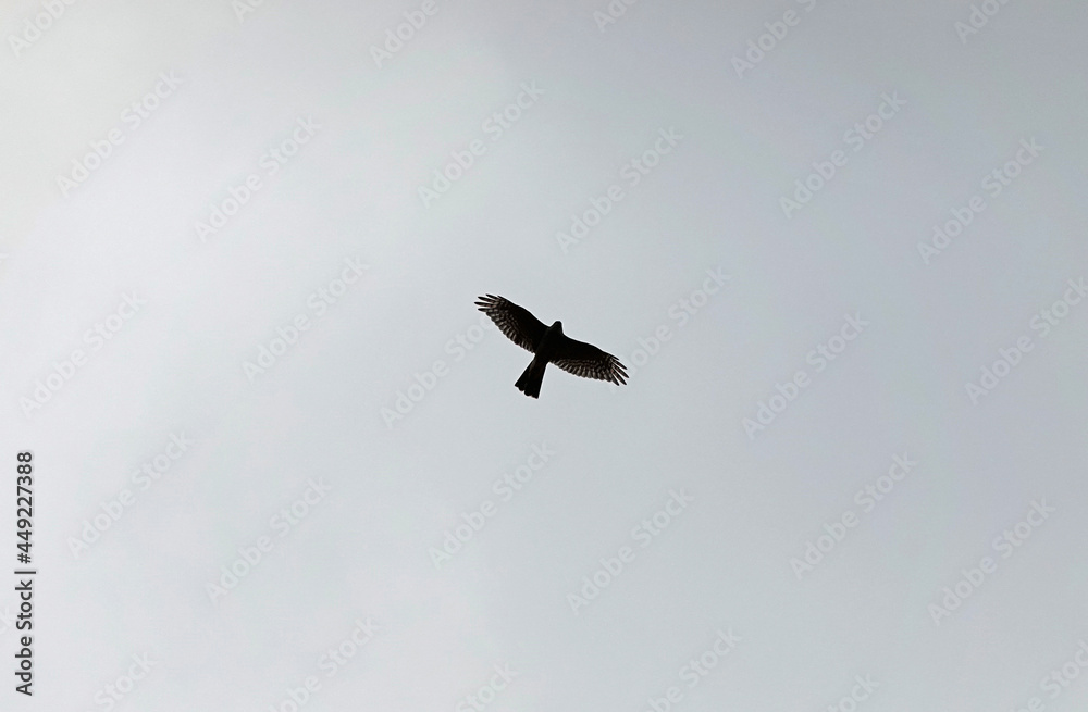bird