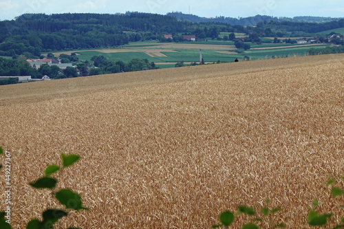 Obraz na płótnie Weizenfeld w salonie