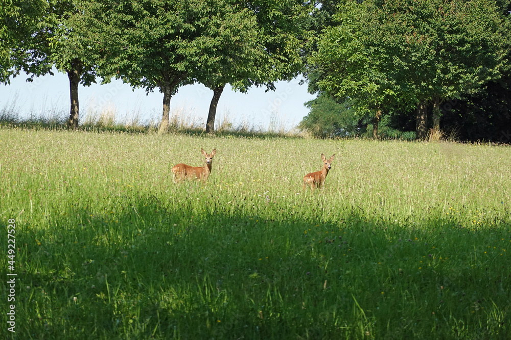Rehe