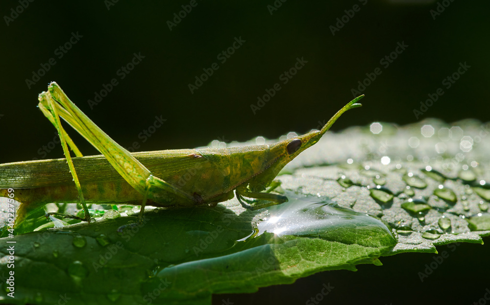 Naklejka premium A grasshopper on the green leaf after the rain