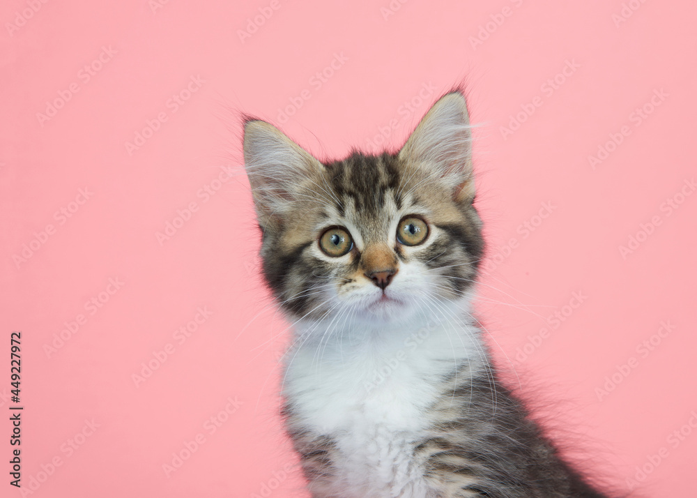 Portrait of a brown and white tabby kitten looking directly at viewer with curious attentive expression. Pink background with copy space.