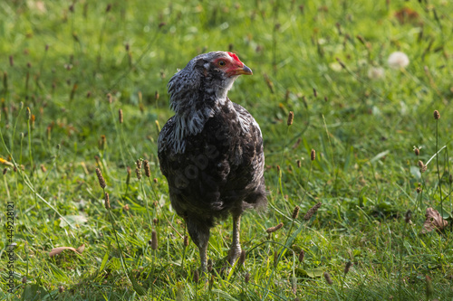 young clean-legged Araucana chick  chicken breed  blue egg layer