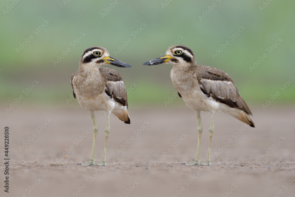 Obraz premium pair of Great thick-knee (Esacus recurvirostris) ugly large bills birds standing together in open land