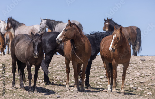 Herd of Wild Horses in Spring in the Utah Desert 