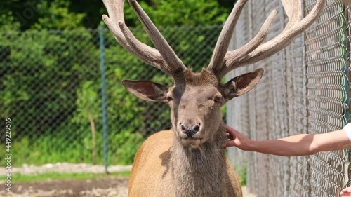 Lone red deer - one of the largest species of deer.  photo