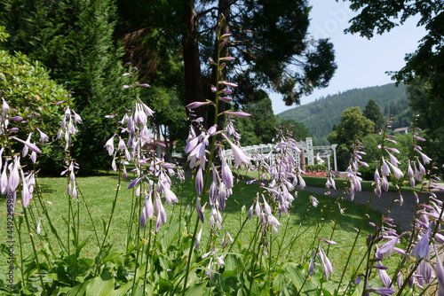 Blaue Funkien Kurpark Bad Wildbad photo