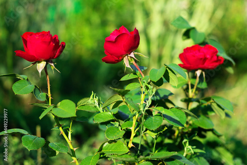 Blooming red rose flowers.