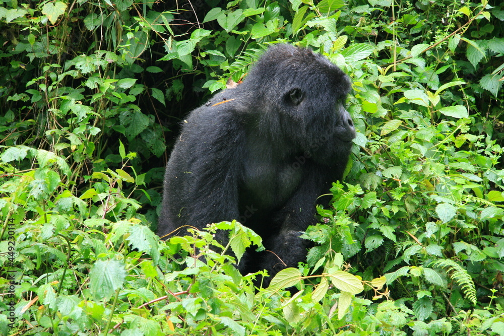 Closeup portrait of endangered adult Silverback Mountain Gorilla (Gorilla beringei beringei) Volcanoes National Park Rwanda. Closeup portrait of endangered adult Silverback Mountain Gorilla (Gorilla beringei beringei) Volcanoes National Park Rwanda.