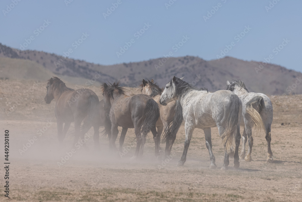 Herd of Wild Horses in Spring in the Utah Desert
