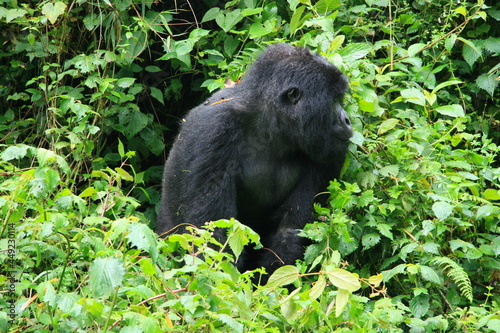 Closeup portrait of endangered adult Silverback Mountain Gorilla (Gorilla beringei beringei) Volcanoes National Park Rwanda. photo