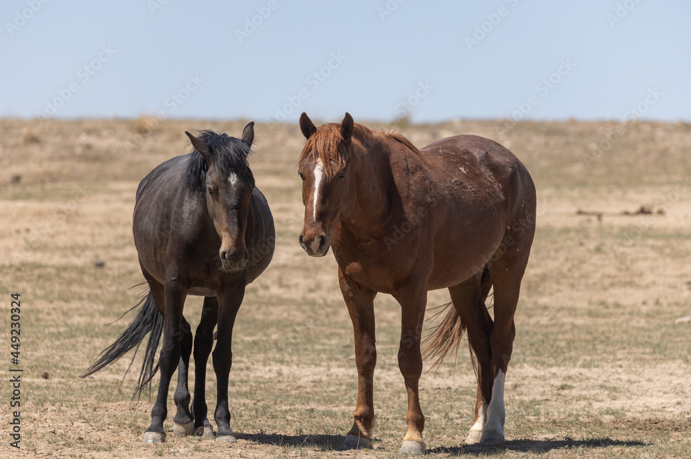Herd of Wild Horses in Spring in the Utah Desert
Herd of Wild Horses in Spring in the Utah Desert