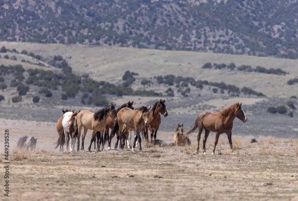 Naklejka premium Herd of Wild Horses in Spring in the Utah Desert