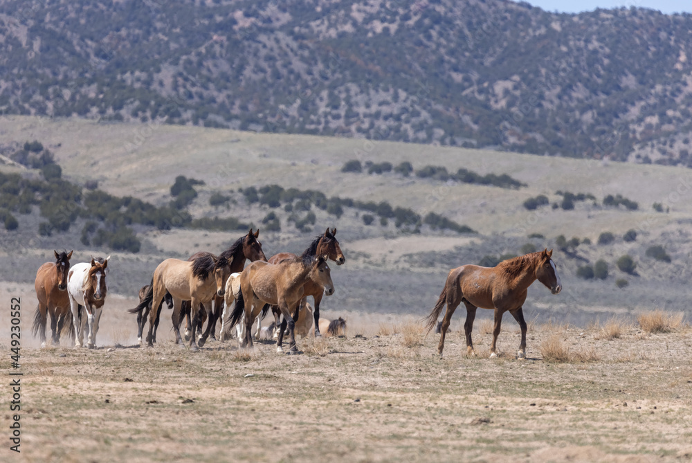 Herd of Wild Horses in Spring in the Utah Desert
