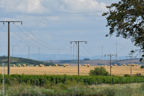 rheinhessische sommerlandschaft