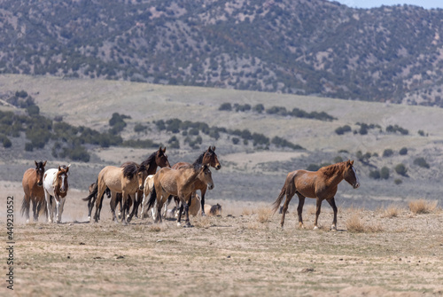 Herd of Wild Horses in Spring in the Utah Desert  © natureguy