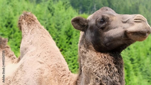 Close up of a camel head standing in a zoo.  photo