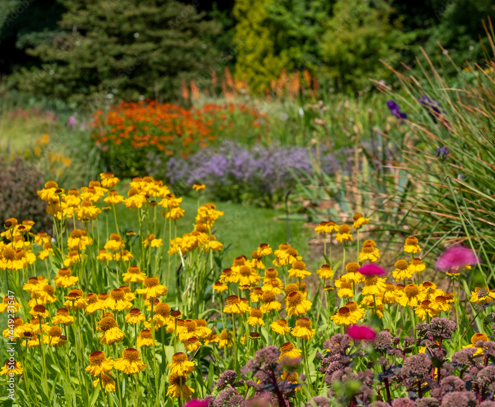 Obraz premium Mature garden influenced by the philosophy of naturalistic planting, with emphasis on layering, structure, form and wide colour palette.