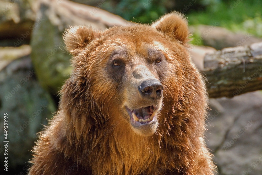 Kamchatka Brown Bear face closed up (Ursus arctos beringianus)