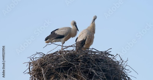 A flock of storks in a nest against the blue sky. Birds family nesting. Nature view. 4k