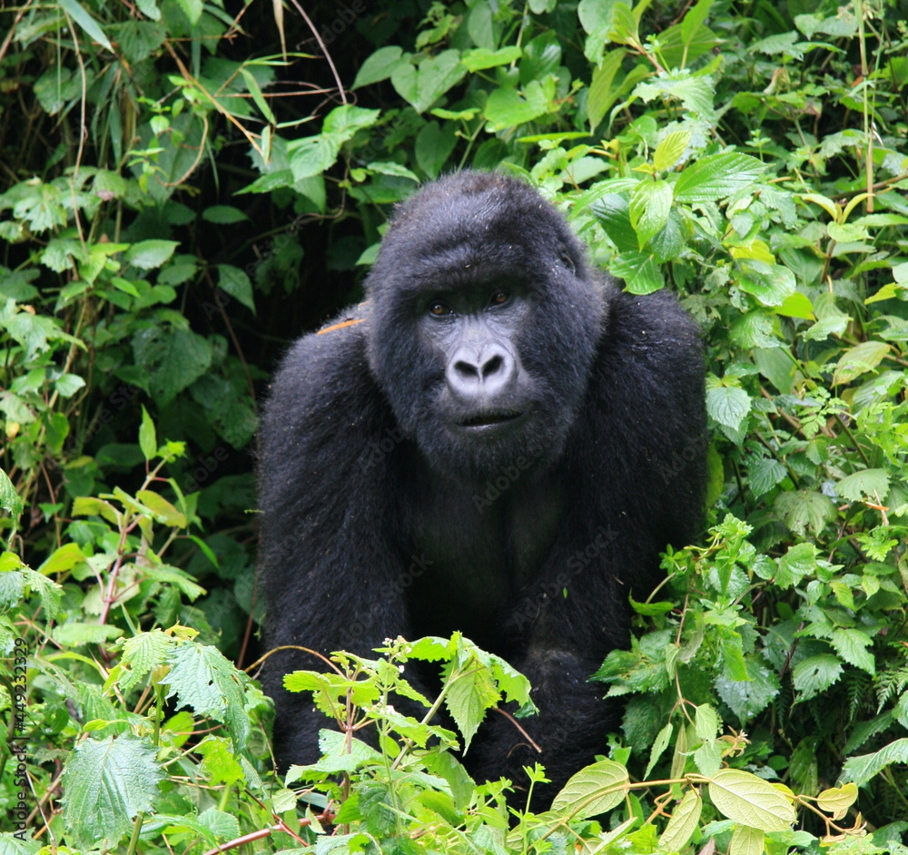 Closeup portrait of endangered Silverback Mountain Gorilla (Gorilla beringei beringei) looking directly at camera Volcanoes National Park Rwanda.